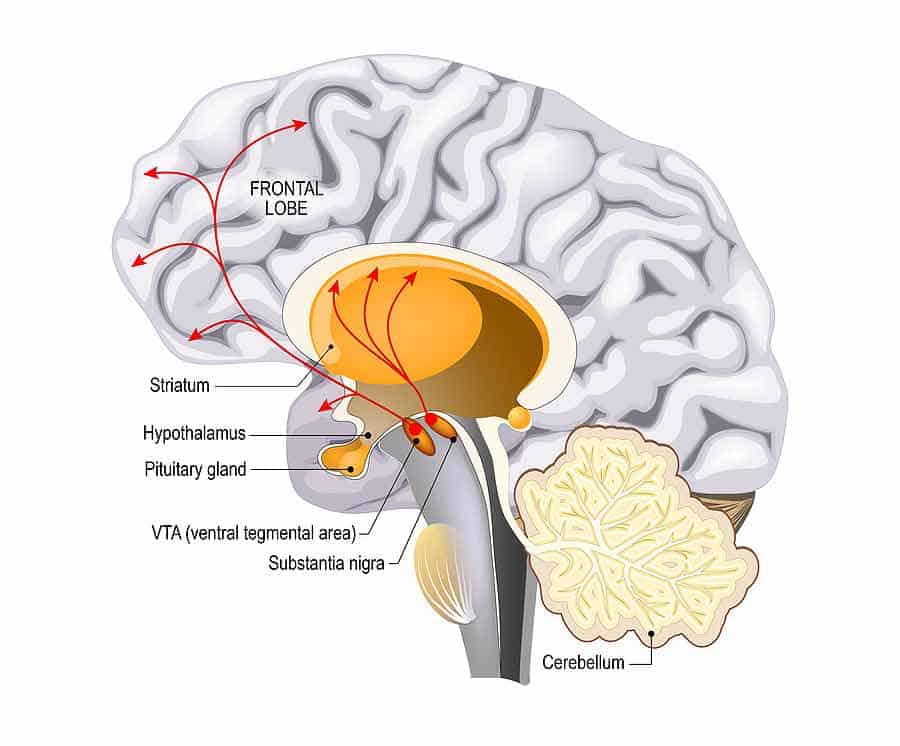 ako funguje dopamín v mozgu