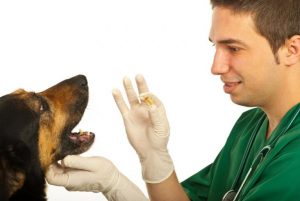 veterinár podáva lieky psovi