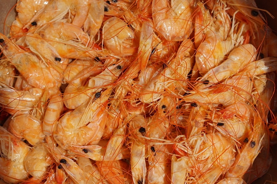Krevety - zdroj chitosanu
