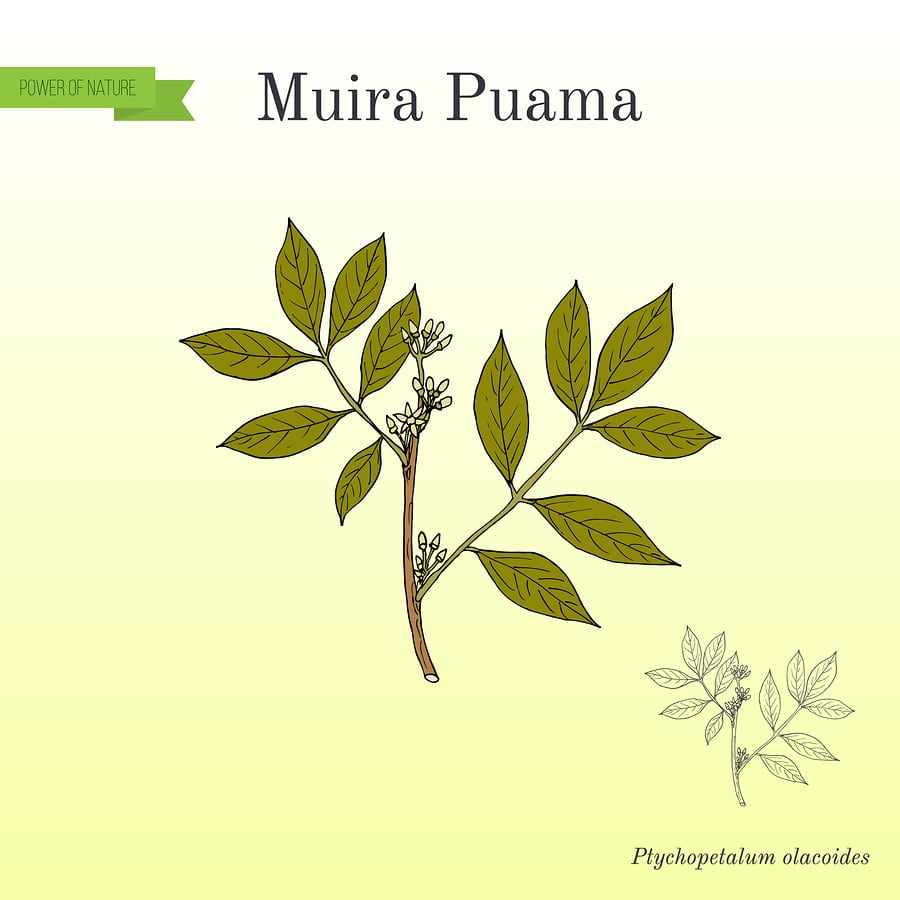 Kresba rastliny Muira Puama