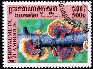 Poštová známka z Kambodže s trúdnikovcom pestrým