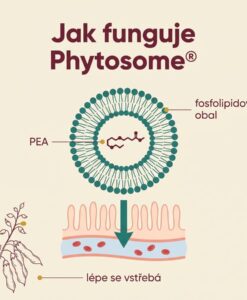 PEA Phytosome® + Luteolin – Obrázok 3