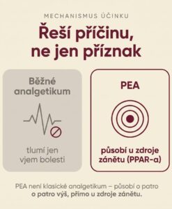 PEA Phytosome® + Luteolin – Obrázok 4