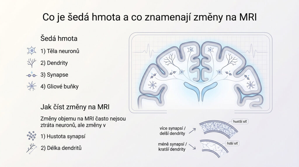 Co je šedá hmota mozková