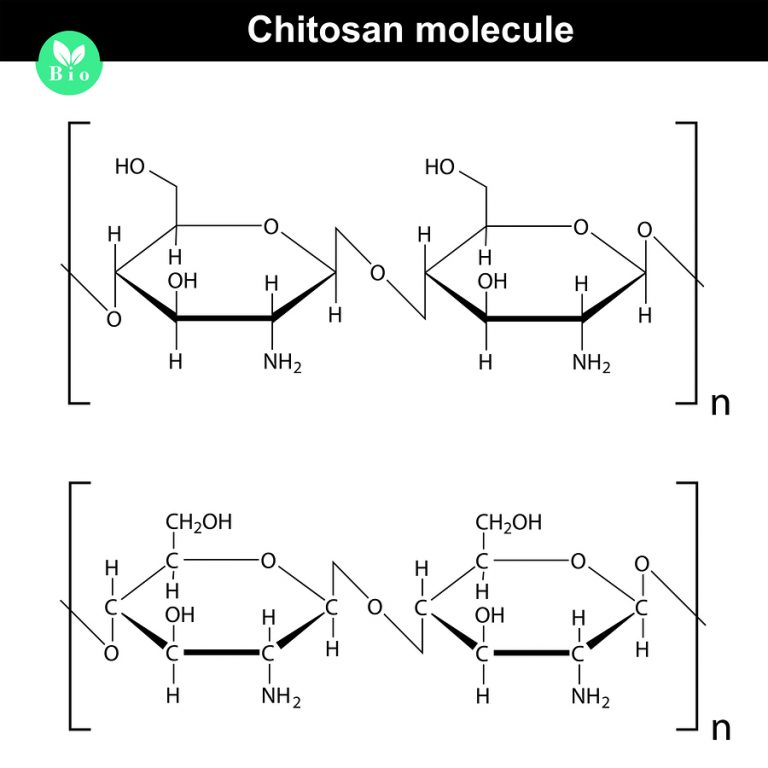 Molekula Chitosanu