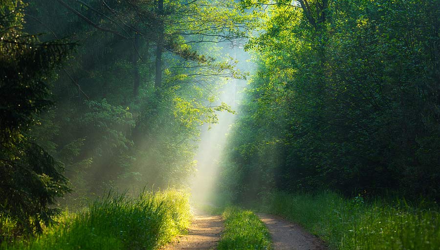 lúč svetla na cestičke v lese